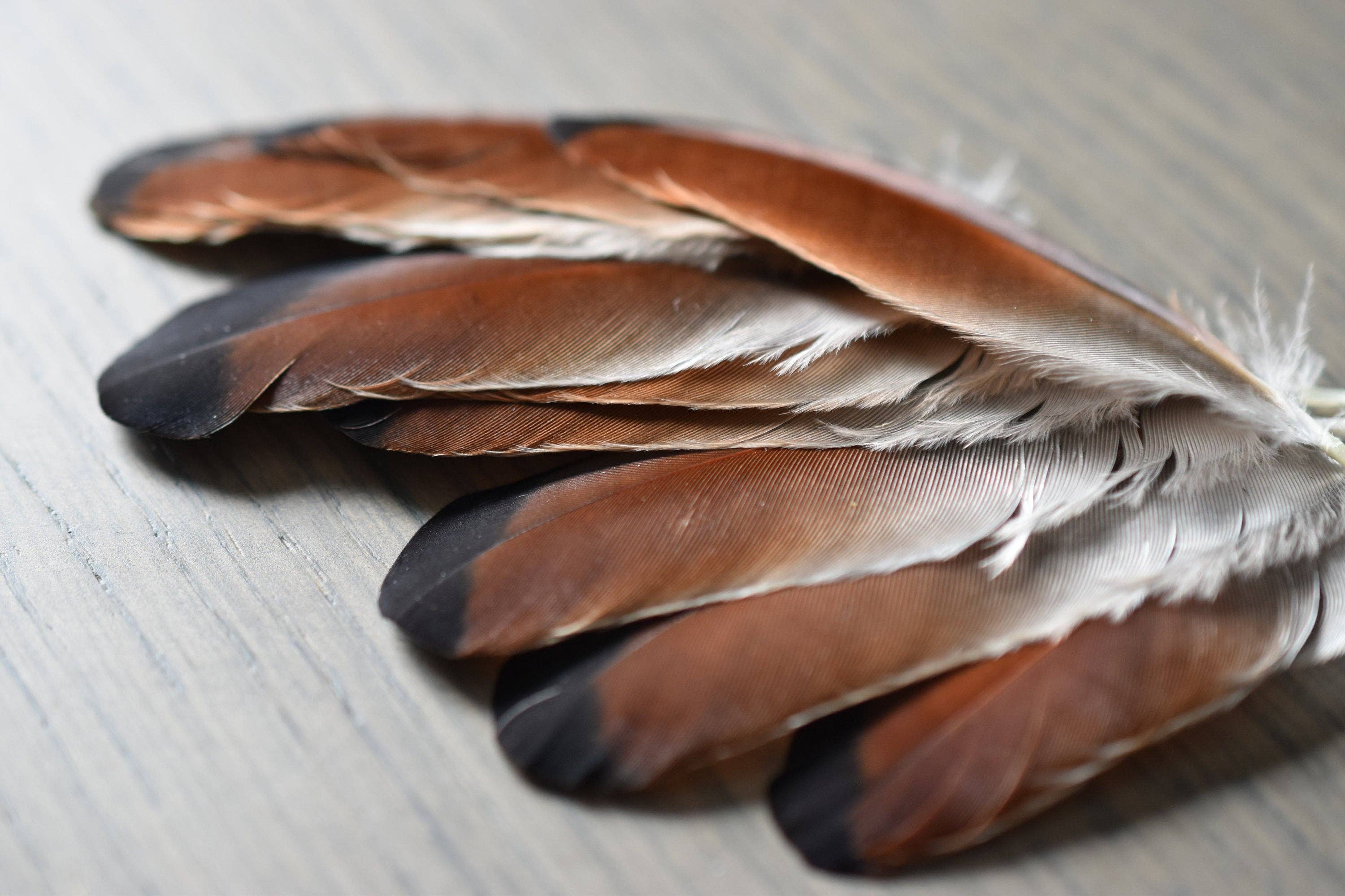 Plumes Naturelles – wholesale Craft supplies – Jay feathers8