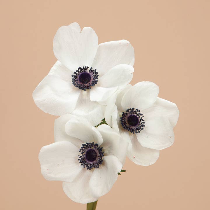 Anemone Marianne Panda White - 20 Corms for wholesale by Plantgem