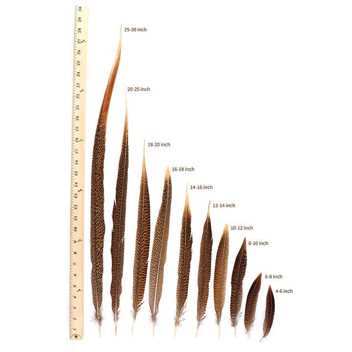 Zucker Feather Products - Wholesale Craft Supplies - 10 PC/PKG Golden Pheasant Tails 14-16" - Natural