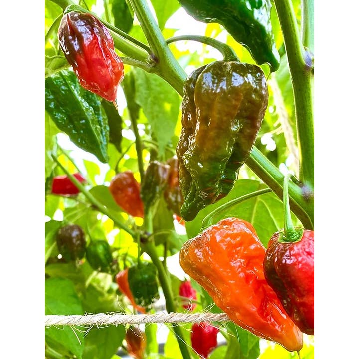 Weymouth 51 Hot Sauces - Wholesale Hot Sauce - Dorset Naga Fermented Vegan Super Hot Chllli Sauce 220ml