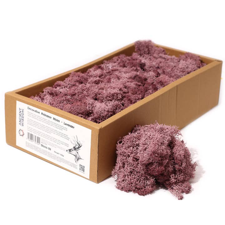 AWGifts Europe - Wholesale Live Plant - Quality Decorative Reindeer Moss - 635g Box8