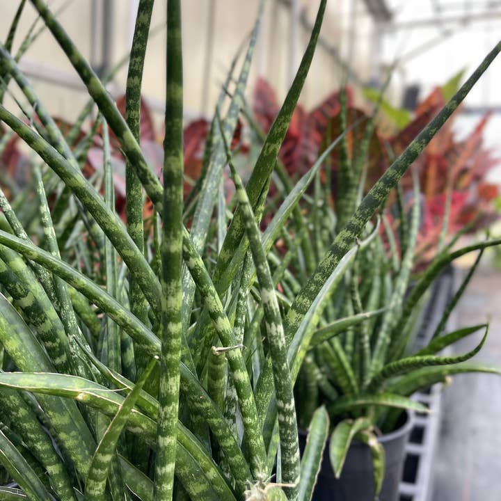 Thorsen's Greenhouse - Wholesale Live Plant - Sansevieria Fernwood - Live Plant4