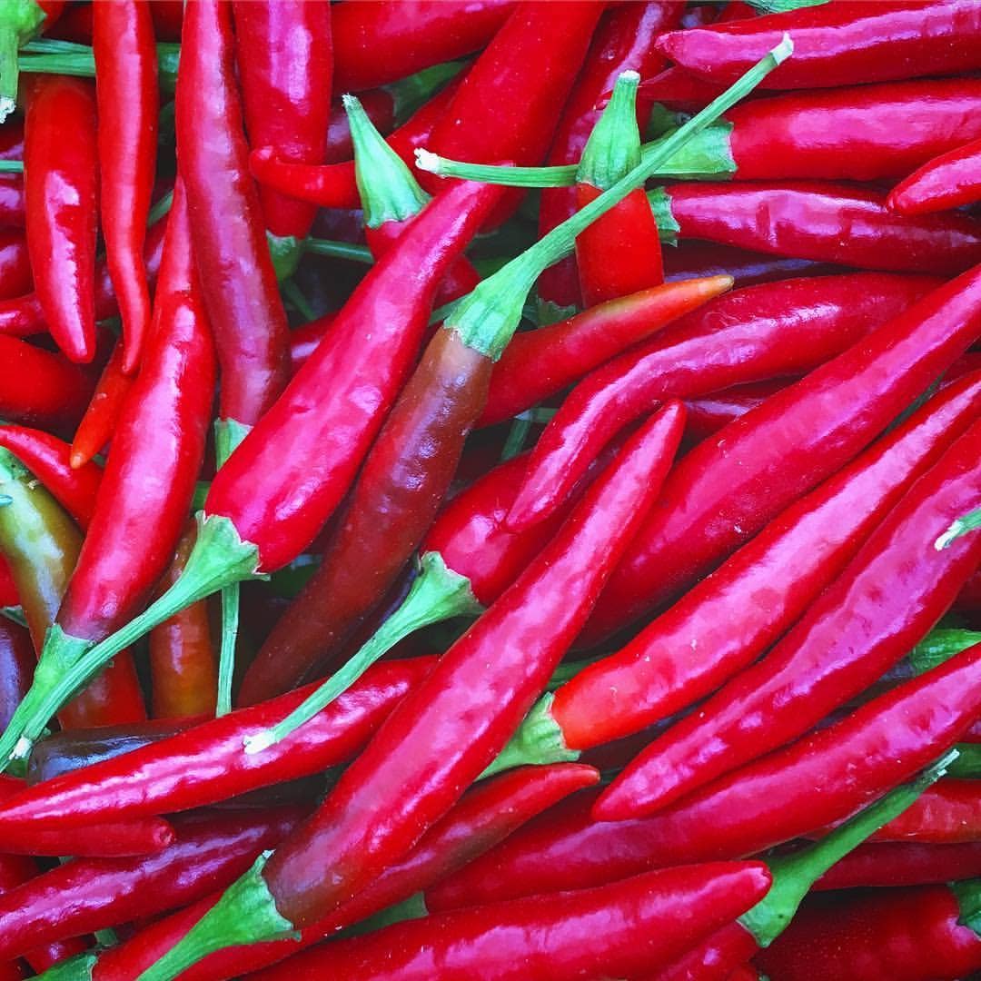 Potting Shed Creations, Ltd. - Wholesale Plant Seeds - Seed Start | Hot Peppers | Spring Kitchen Garden Gift3