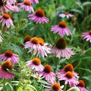 Purple Cone Flower (Echinacea) Seeds (100 Seeds) for wholesale by Steep Hill Garden