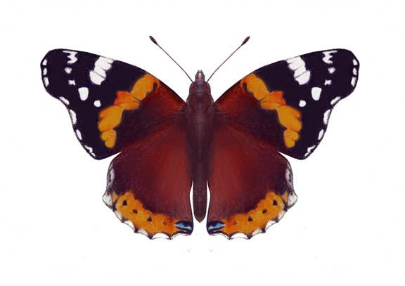 Liberty Belle London Store - Wholesale Wall Accent - Red Admiral Butterfly4