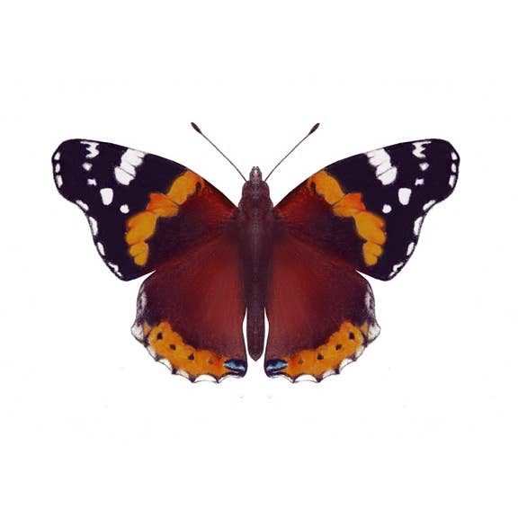 Liberty Belle London Store – Großhandel 3D-Wandkunst – Roter Admiral-Schmetter4