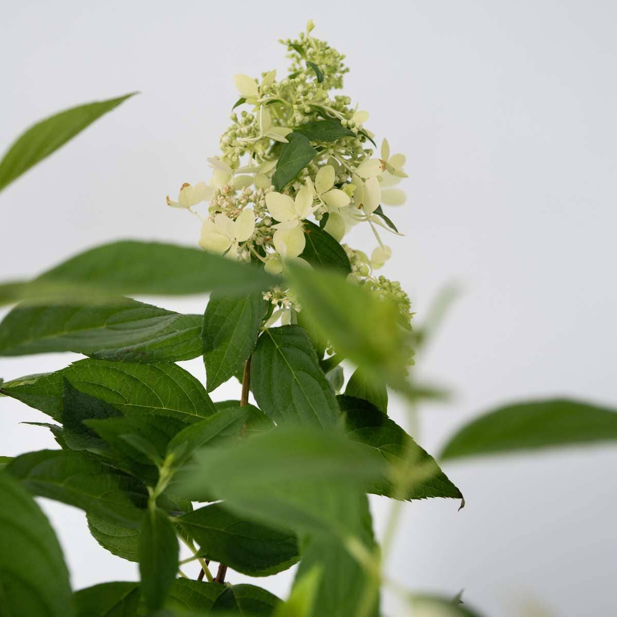 Oasis of Life - Wholesale Live Plant - Hydrangea Hortensie – Hydrangea Paniculata 'Confetti' – Fragrant panicled hydrangea with delicate flowers in white, pink & green – Hardy to -30°C – For garden, terrace & balcony – Height 25–40cm – Ø19cm4