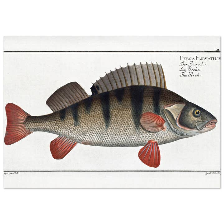 Perca Fluviatilis for engroshandel hos Maison de Paloma