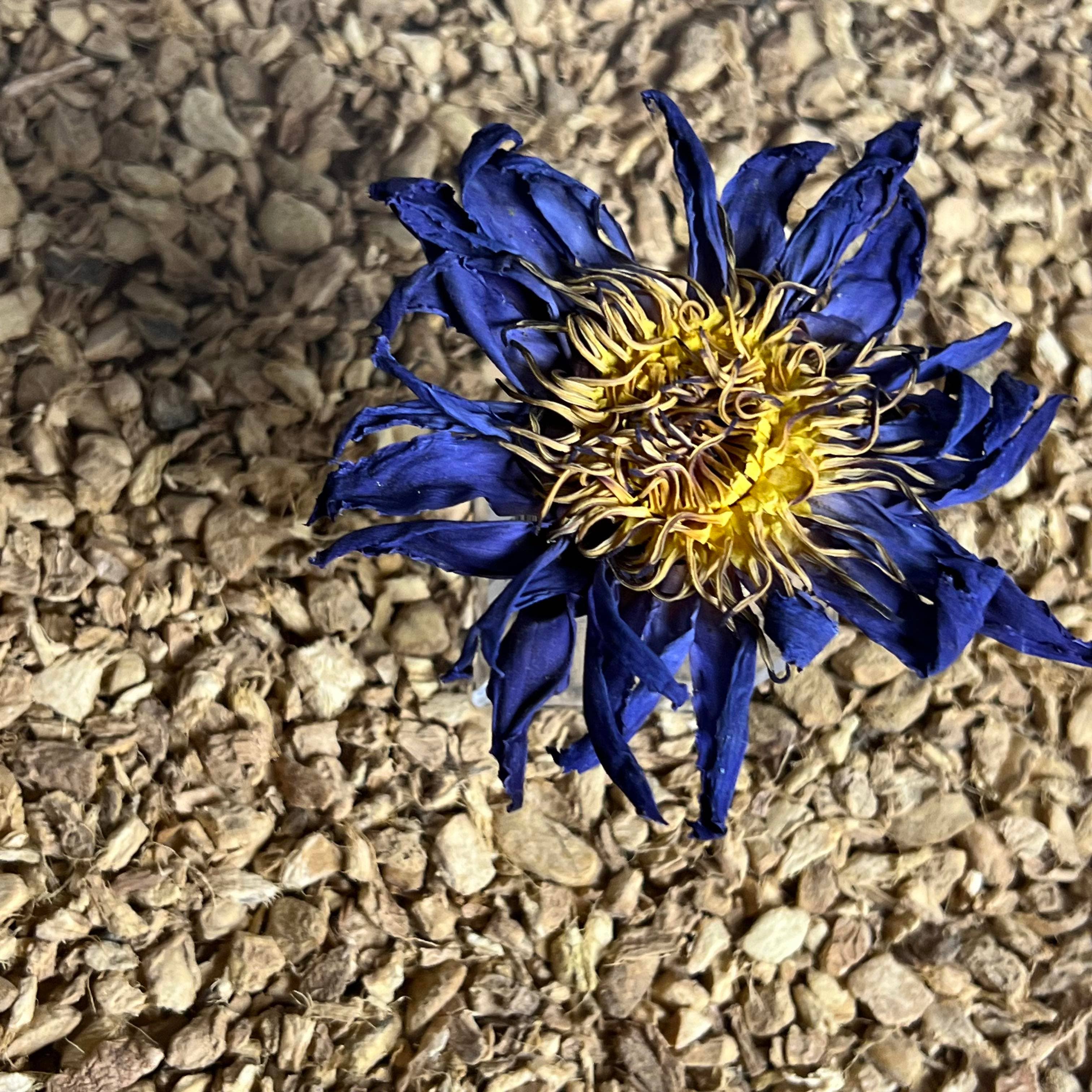 Tree Fifty Four – wholesale Loose tea – Blue Lotus Whole Flower | 2oz - 1 KG | Bulk2