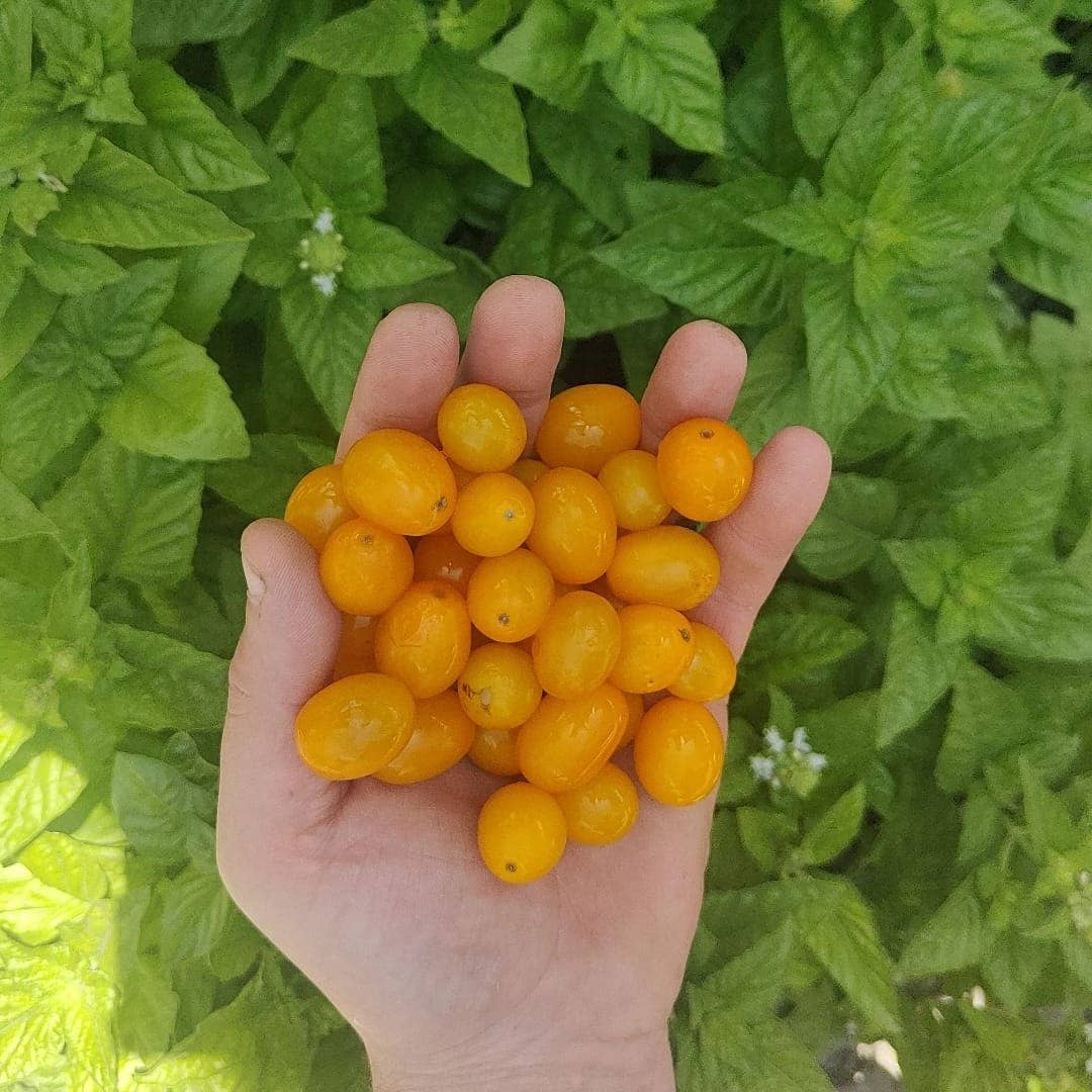 Cocco Food - Wholesale Pickled Vegetables - Datterino Giallo In Acqua Di Mare - Pasta dressing5