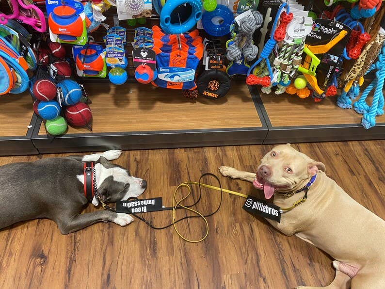 Best Friend Supplies Co - Wholesale Pet Leash - Dog - Bully Breed Ambassador6