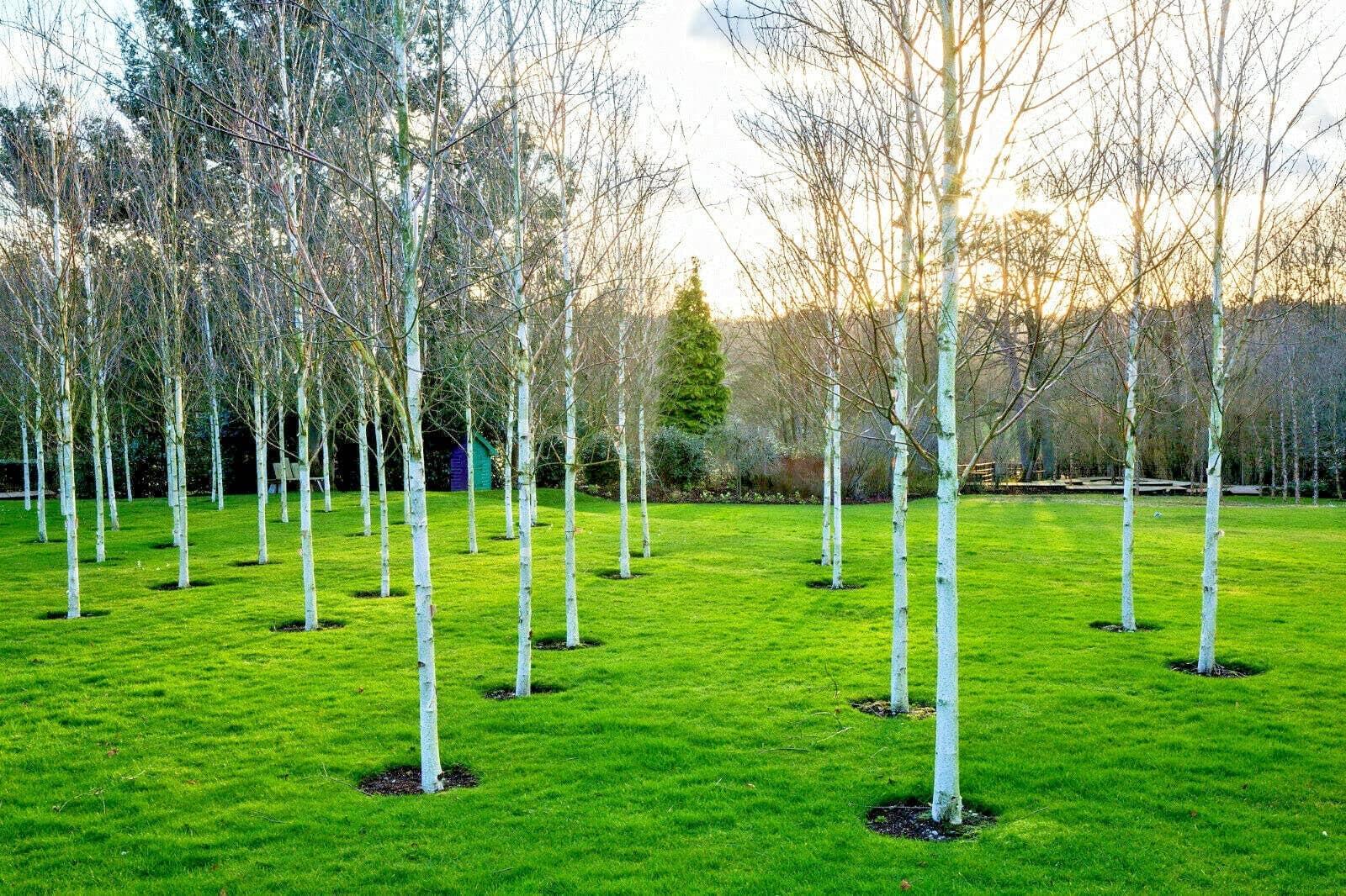The Rike - Wholesale Plant Seeds - 3 pack x2000 Seeds White Paper Birch Seeds Betula papyrifera4