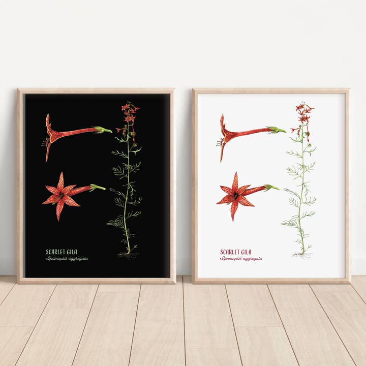 Scarlet gila print for wholesale by Madrona Press