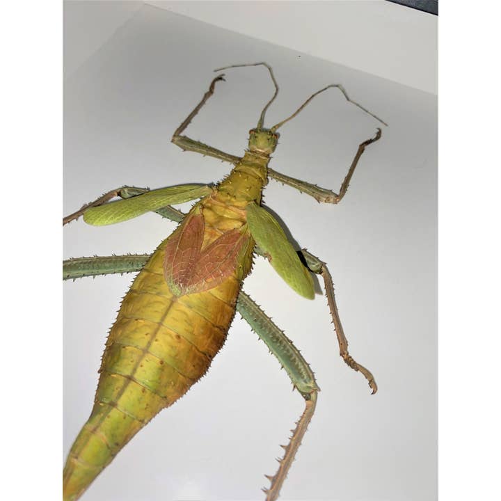 Newman Art Designs - Wholesale Wall Accent - Heteropterxy dilata Thorny Leaf Insect Framed2