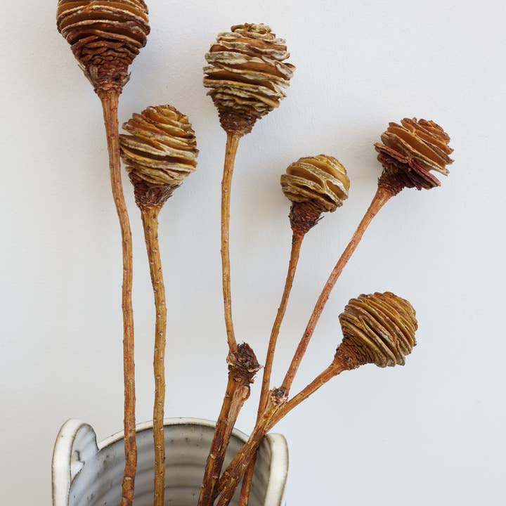 Getrockneter Spiralzapfen-Bund, Südafrikanische Blumen für den Großhandel von FlowerFantaSee