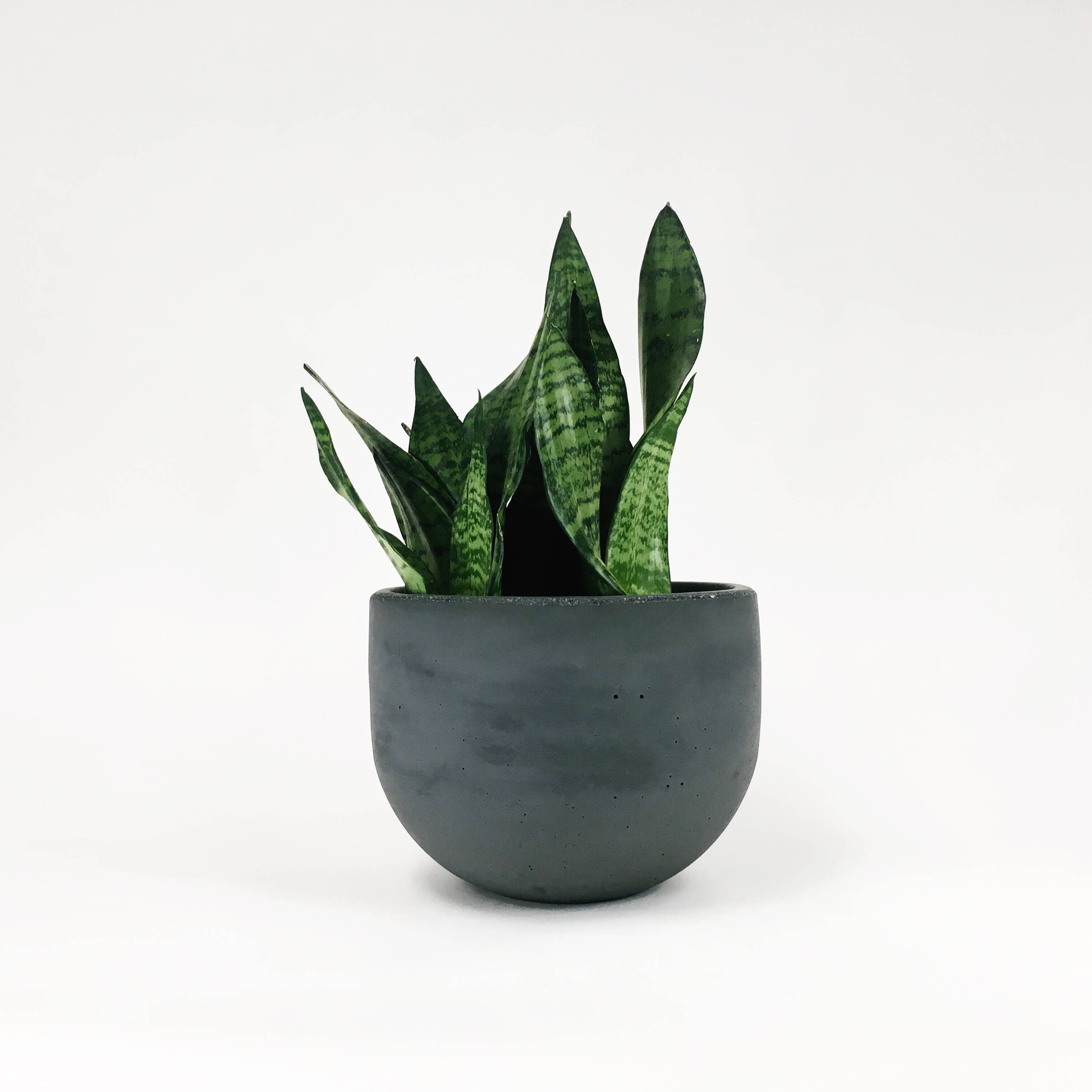 Settlewell - Wholesale Plant Pot - 9" Concrete Bowl Planter / 13 Colors4