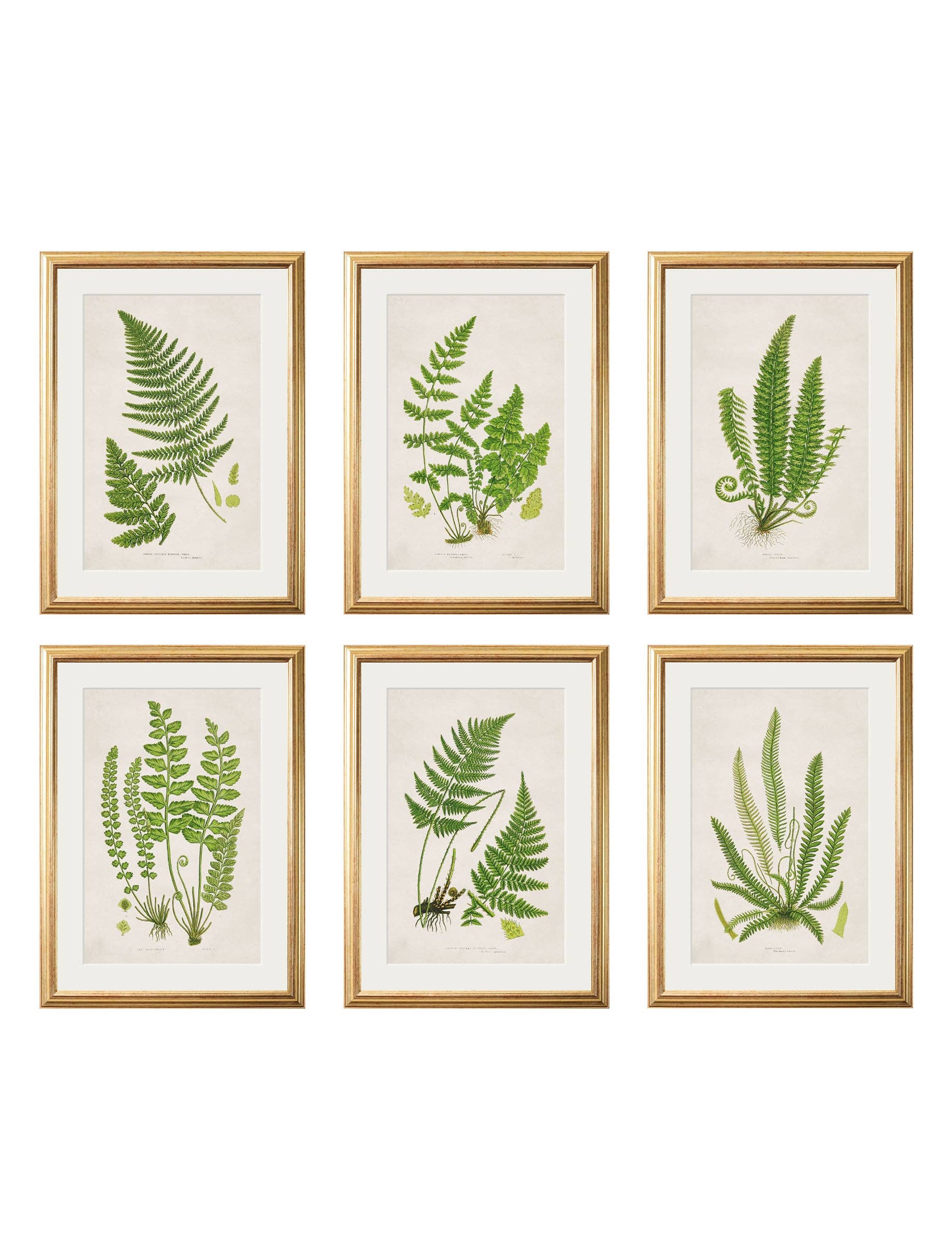 T A Interiors Wall Art & Mirrors – wholesale Gallery wall set – Collection of 6 Ferns0