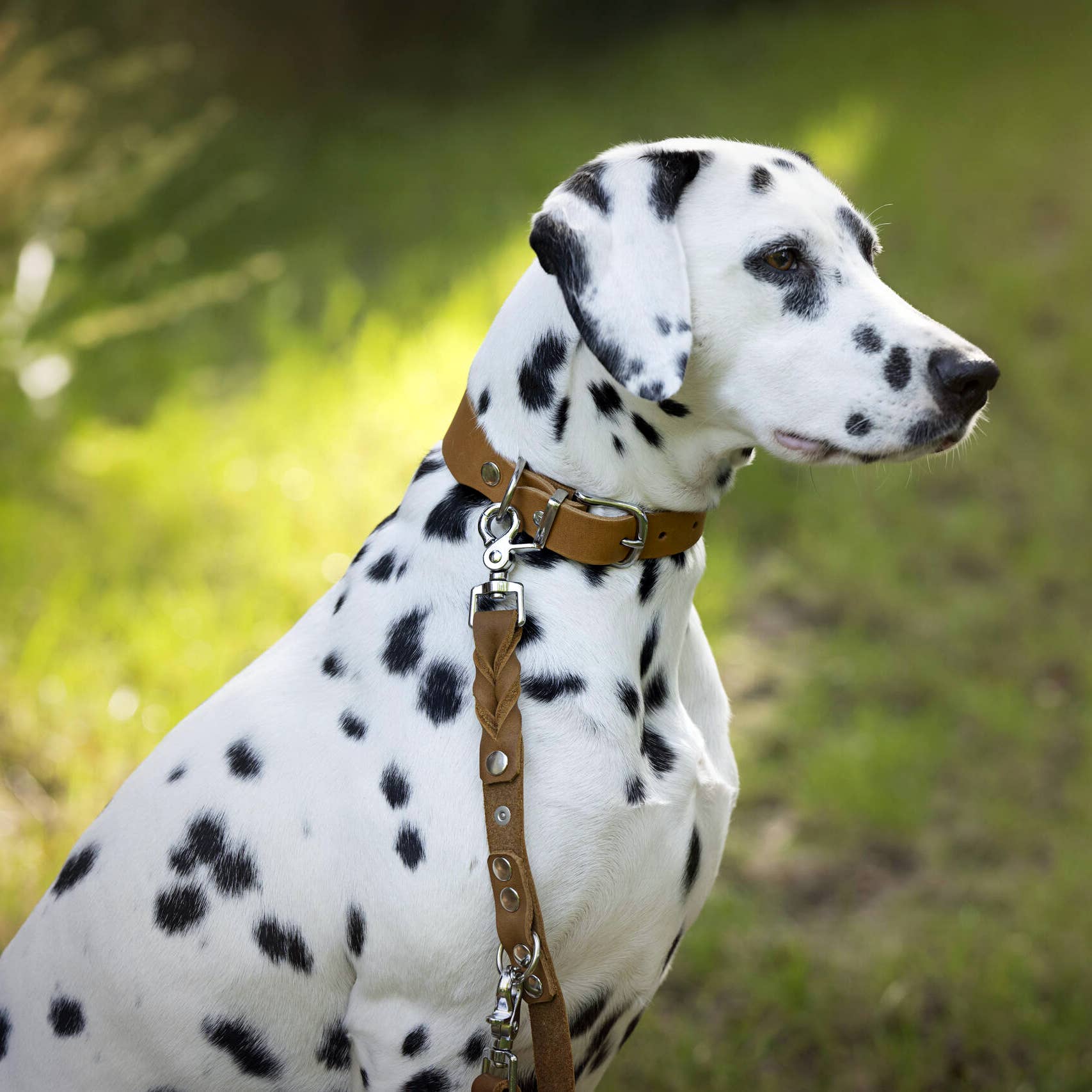 LABONI - Volentis GmbH - Vente Collier – chien - Collier pour chien GIRO en cuir souple à prise ferme27