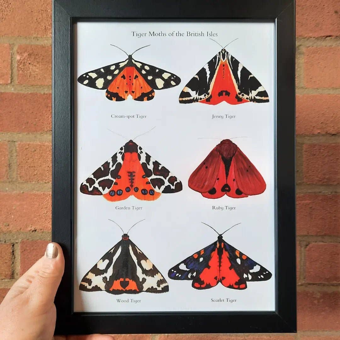 At the Cherry Tree - Wholesale Poster - A4 Tiger Moths of the British Isles - Poster Print1