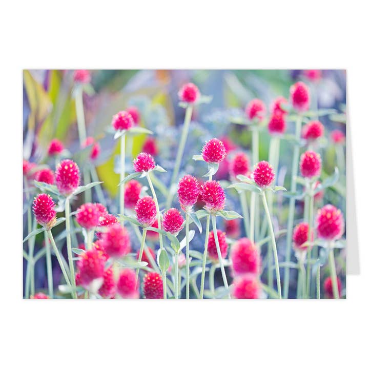 Klappkort "Kugleamarant" for engroshandel hos paruspaper. nutzfeine papeterie