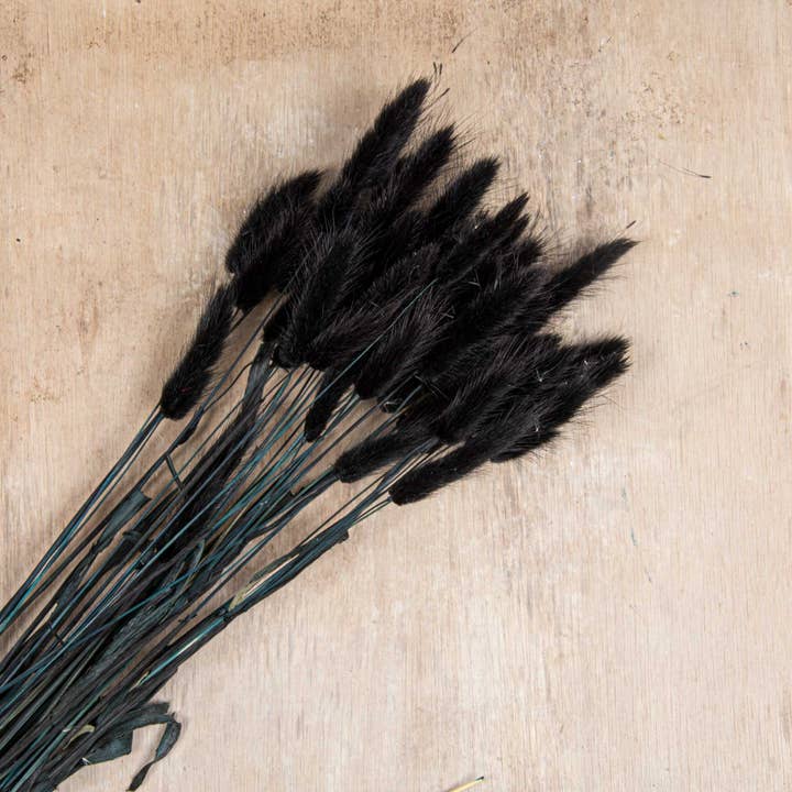 pampas studio uk - Wholesale Dried/Pressed Flowers - Bunny Tails Black