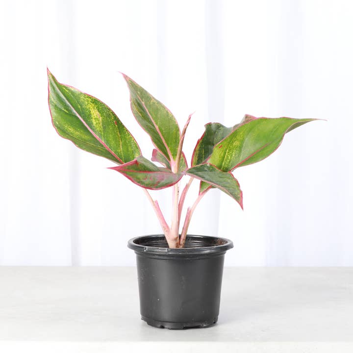 Thorsen's Greenhouse - Wholesale Live Plant - Red Siam Aglaonema - Live Plant