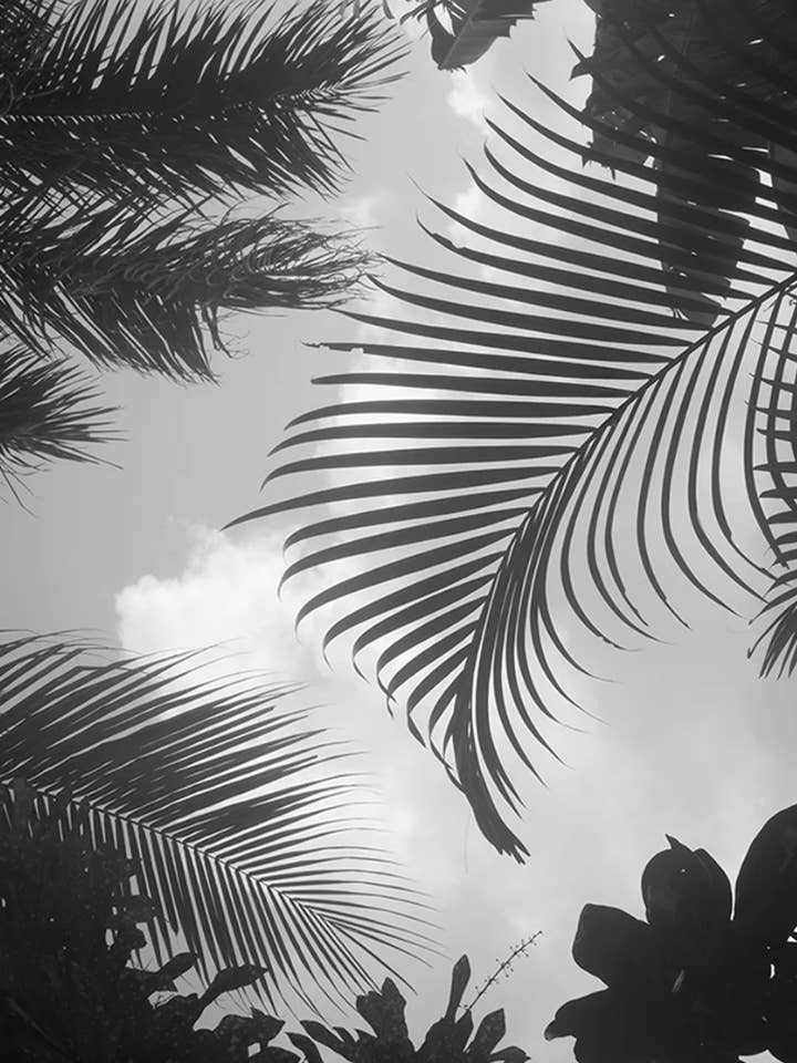 Forêt tropicale humide n° 1 pour la vente par Wilder California