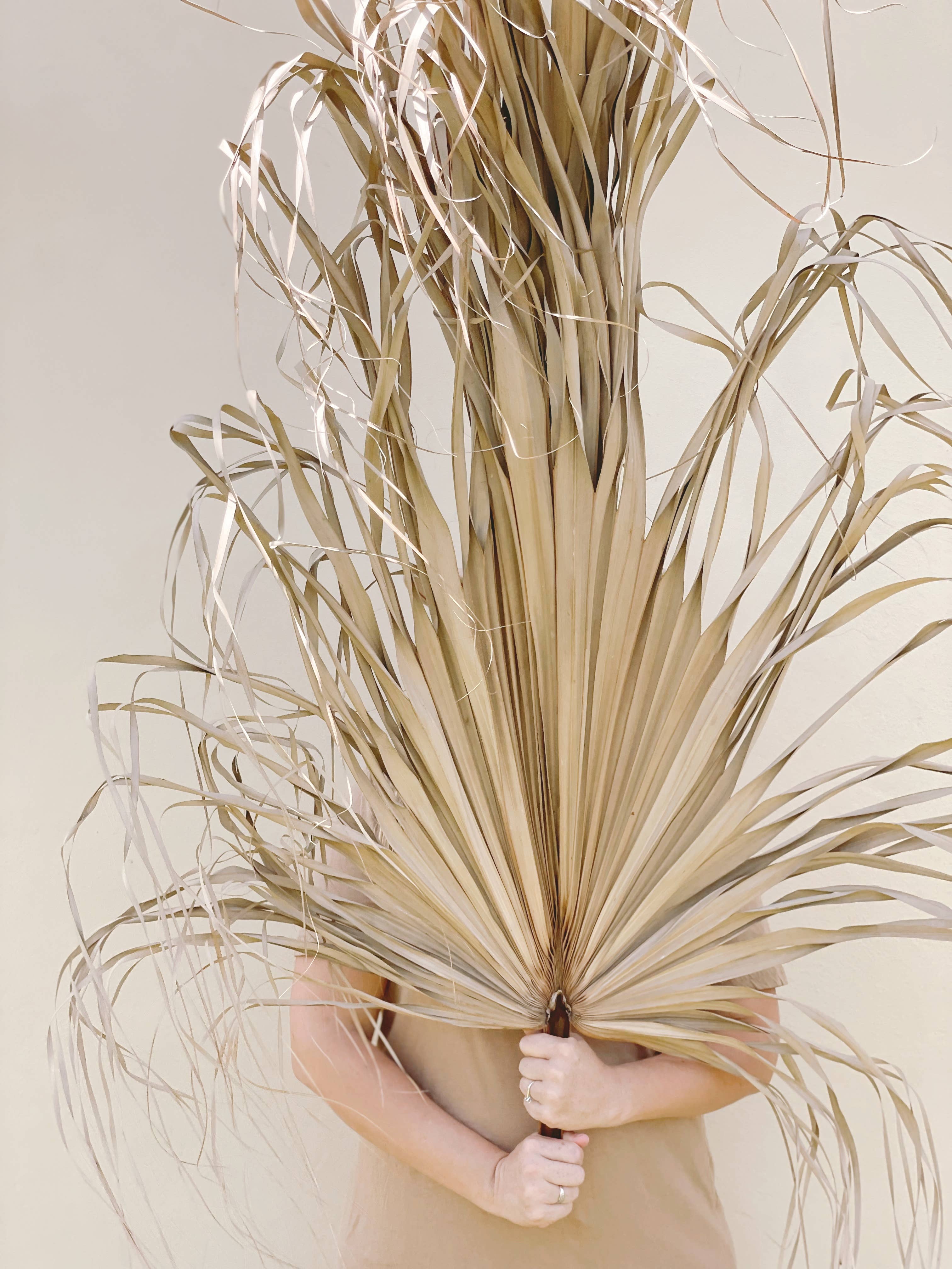 The Blooming Palm - Wholesale Retailermonster - 3 ft (91 cm) jumbo natuurlijke gedroogde wilde palmblad waaiervorm4