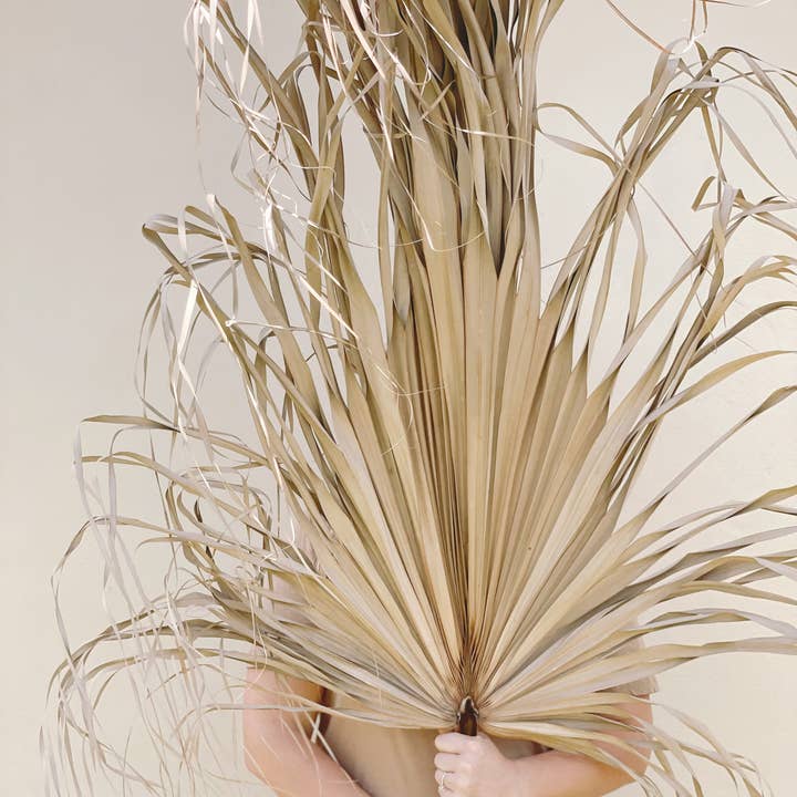 The Blooming Palm - Wholesale Retailer sample – Home decor - 3ft. JUMBO Sun-Dried Wild Untouched Palm Leaf Wispy Frond4