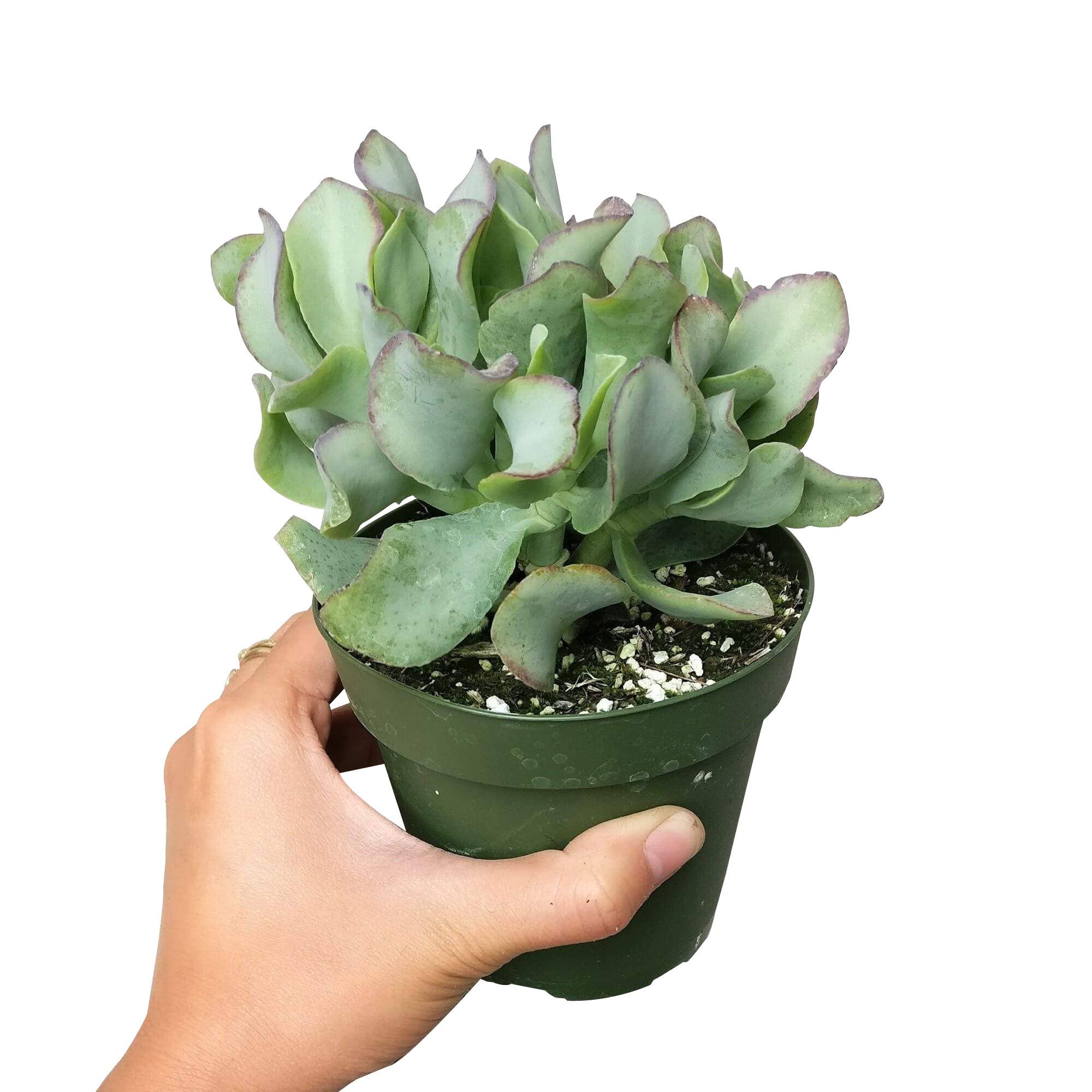 Best Plant Friend - Wholesale Succulent - Crassula Ruffle Jade Crassula undulatifolia in 2in/4in Pot1