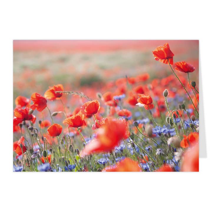 Carte pliante midi "Fleurs de pavot" pour la vente par paruspaper. nutzfeine papeterie