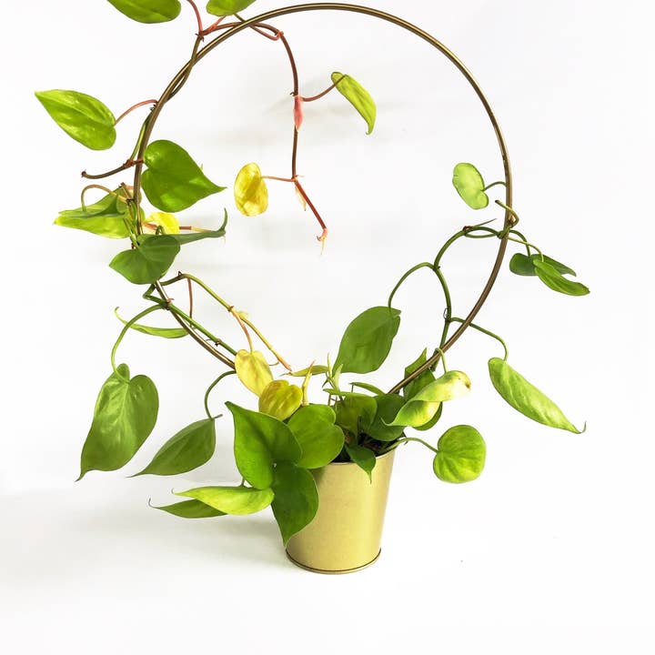 Iron Ivy - Wholesale Trellis - Ivy Round Trellis - Plant Stake/Totem11