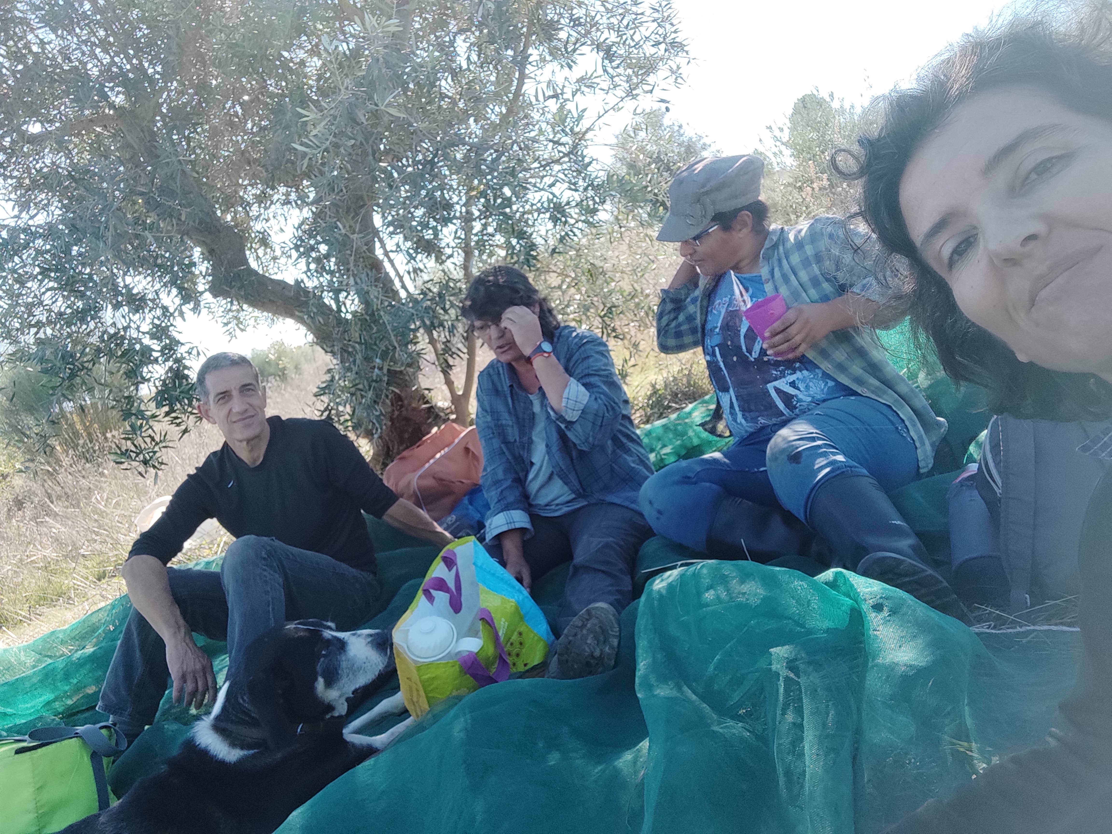 Ervas da Zoé - Venta al por mayor Tés saludables/desintoxicantes - Té de hierbas orgánico «Hoja de olivo» 40 g2