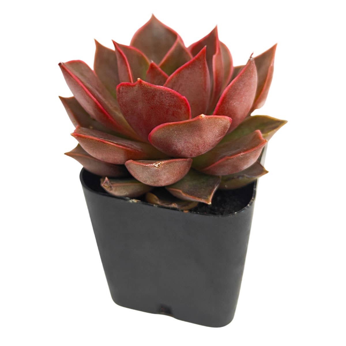 Best Plant Friend - Wholesale Succulent - Echeveria 'Samba' Succulent 2" Grower Pot1