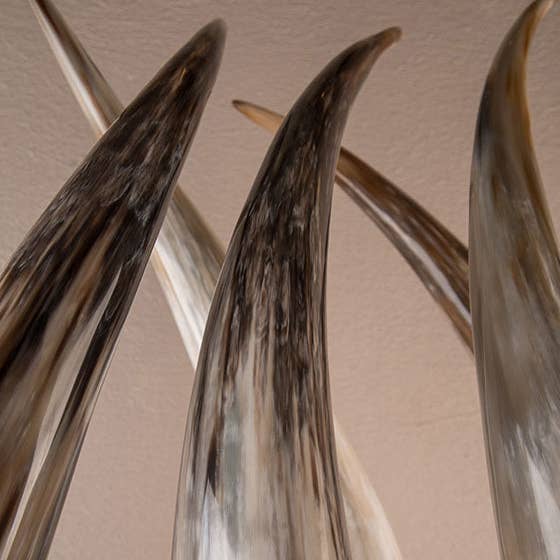 ankole - Wholesale Decorative Tabletop Object - Ankole Cattle Horns1
