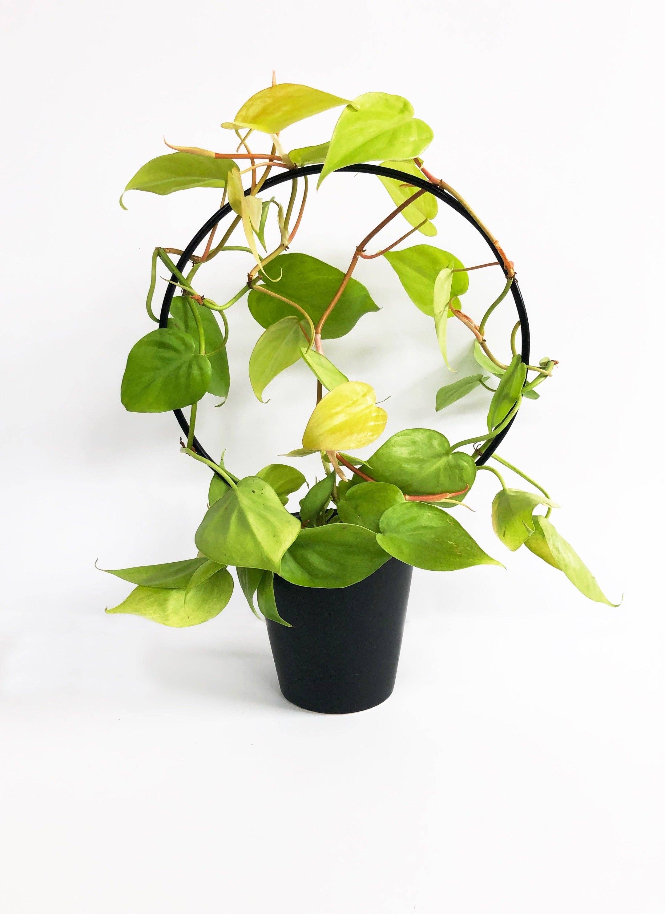 Iron Ivy - Wholesale Trellis - Ivy Round Trellis - Plant Stake/Totem9