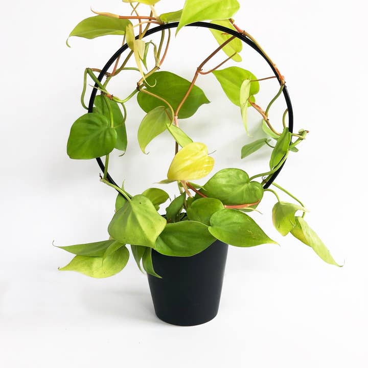 Iron Ivy - Wholesale Trellis - Ivy Round Trellis - Plant Stake/Totem9