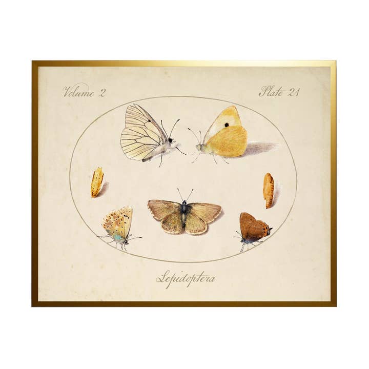 Vintage Moth bokplatta för wholesale av Antique Curiosities Inc
