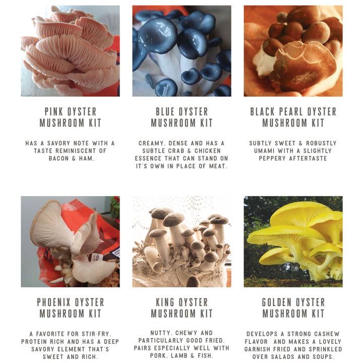 The Mushroom Conservatory LLC – wholesale DIY Matkit – King Oyster Gourmet Svamp Växande Kit: DIY-fest!