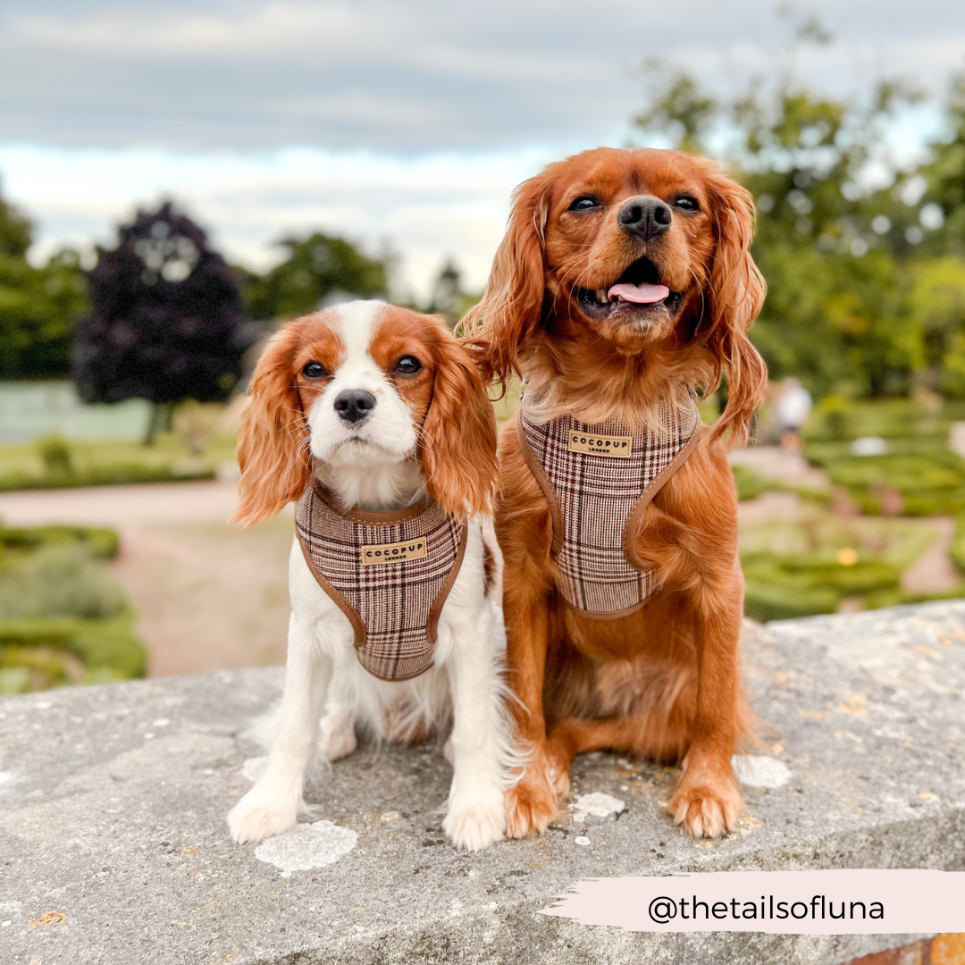 Cocopup London - Wholesale Pet Harness - Dog - Pup Plaid Adjustable Neck Harness20