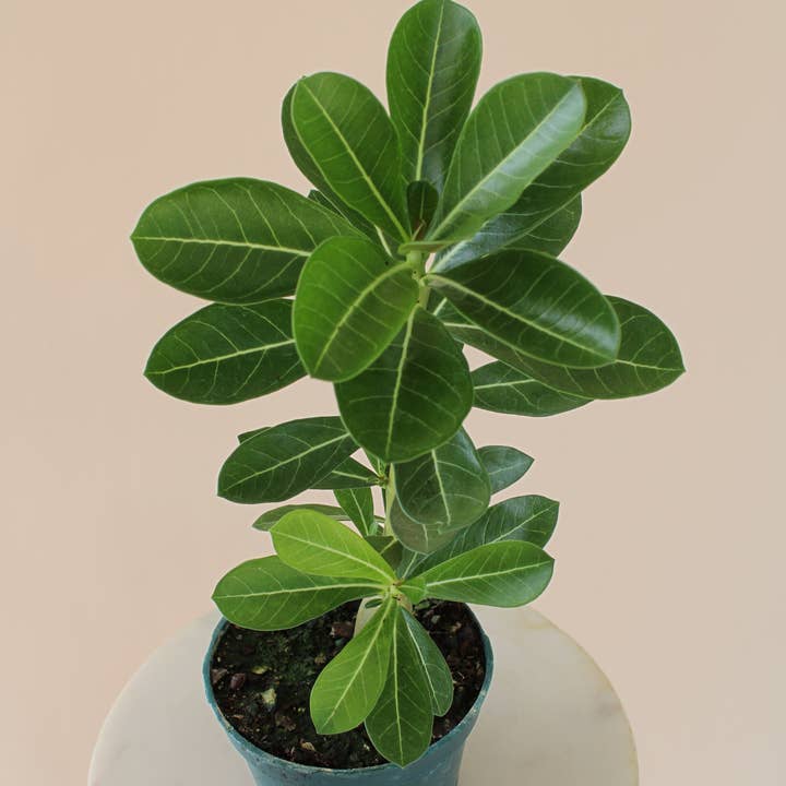 Hidden Valley Ranch & Nursery Inc - Wholesale Live Plant - 4" Desert Rose: Adenium Obesum - Mixed Color0