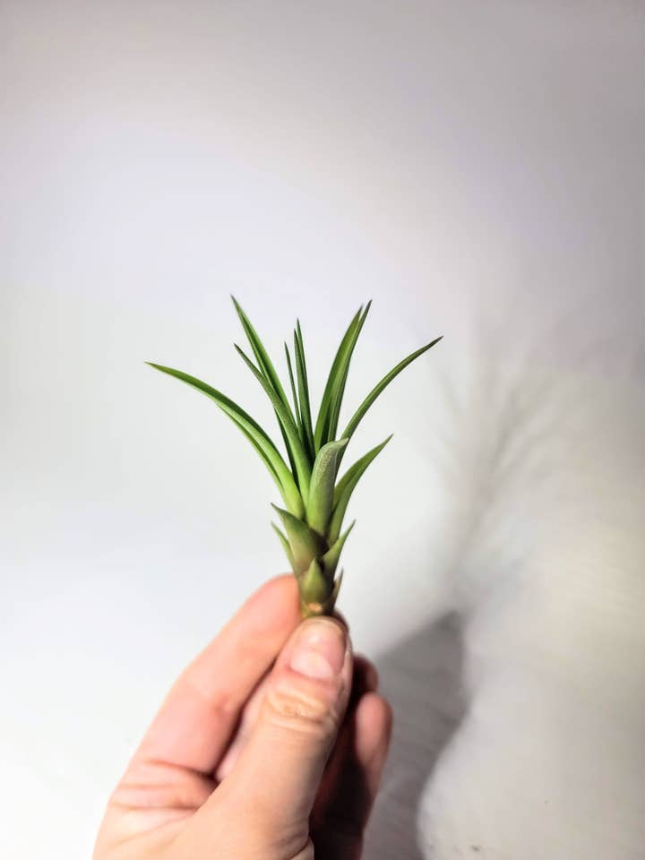 Small Tillandsia Juncifolia or similar Spiky Air Plant for wholesale by Geoform Designs
