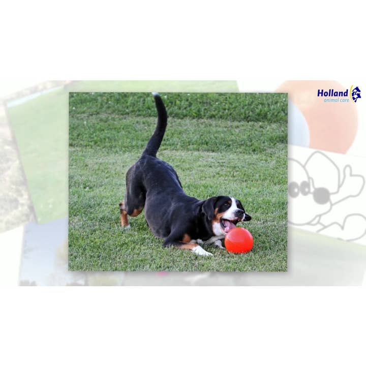 Jolly Ball Bounce-n Play 15cm Orange (Vanilla Scent) for wholesale on Faire3