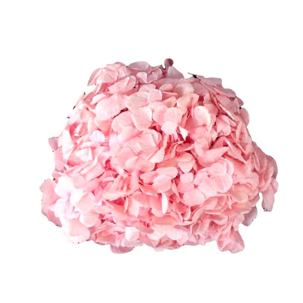 Concari.flores Preservadas - Wholesale Artificial Flowers - PRESERVED HYDRANGEA FLOWER3
