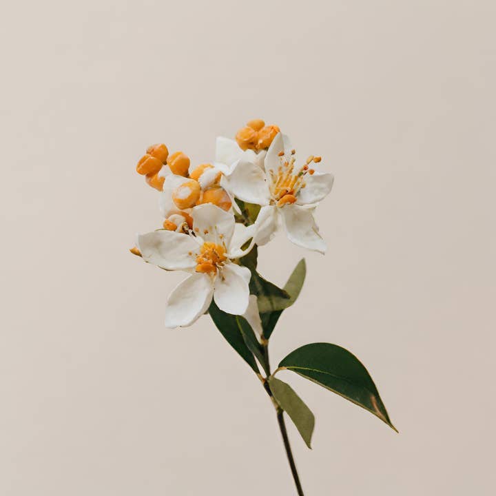 Oranjebloesem voor wholesale door Note Suave