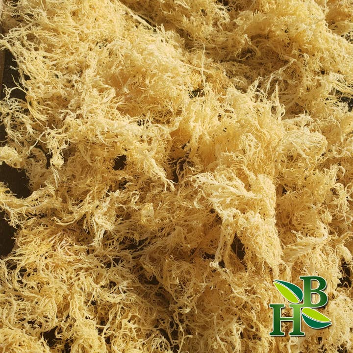 Herb To Body - Wholesale Herbs - Gold Sea Moss (Dry) -  Wildcrafted From Caribbean7