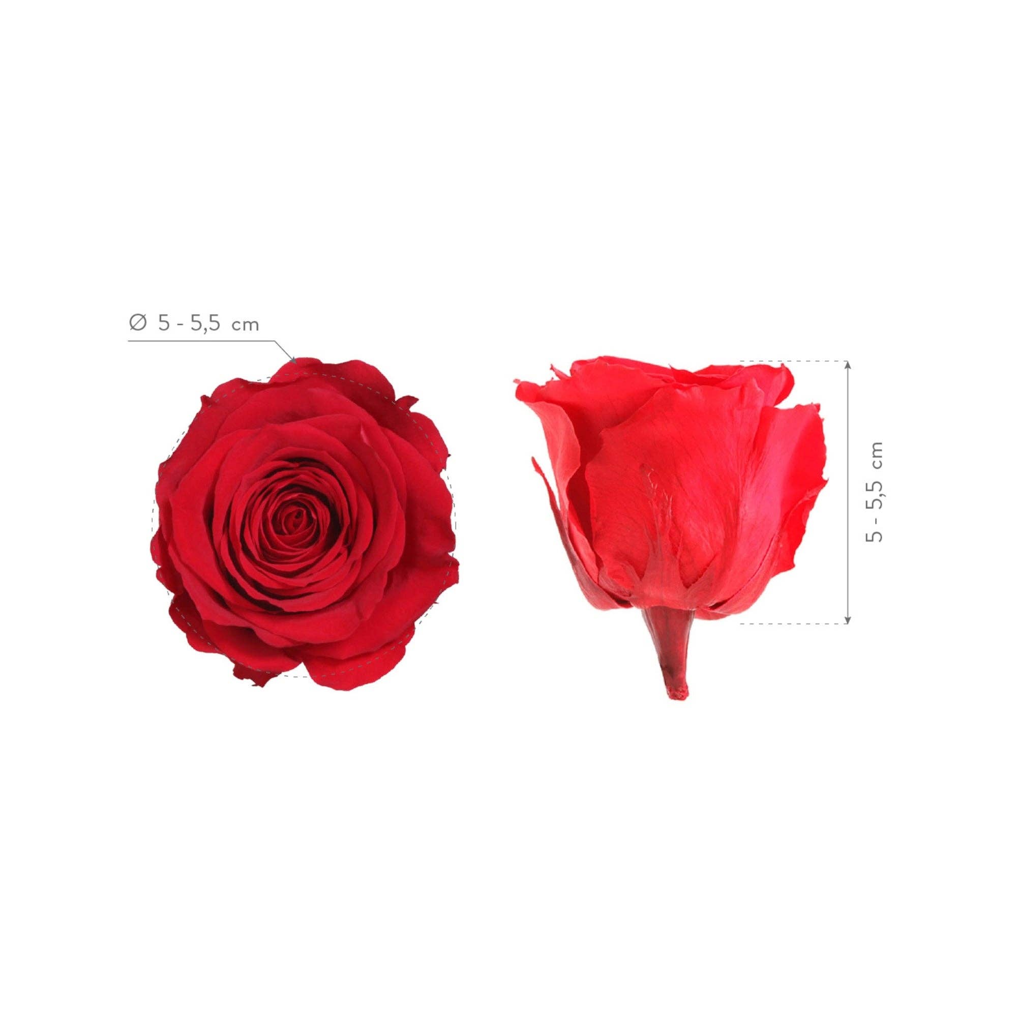 Wildflowers by Floriette - Wholesale Dried/Pressed Flowers - Rose Standard W-Box 6 Red3