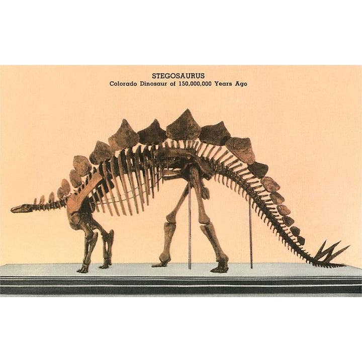 Found Image Press – wholesale Vykort – Vykort CO-353 Stegosaurus-skelett