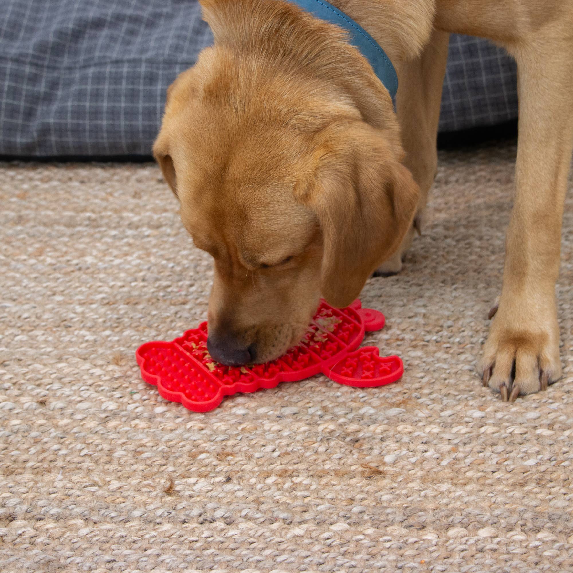 Ancol Pet Products Ltd – wholesale Pet food mat – Dog – ÖRVA Lobster Lick Mat 1
