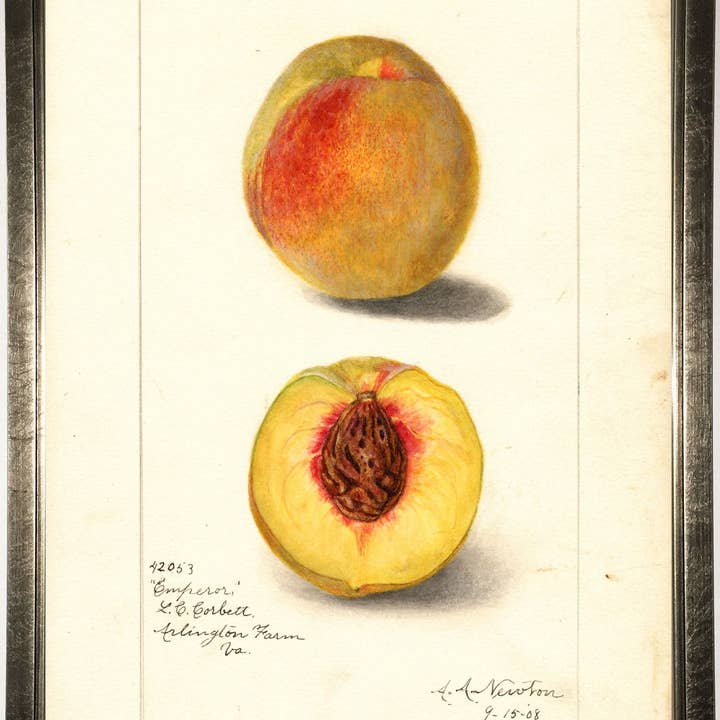 Peach for wholesale by Antique Curiosities Inc